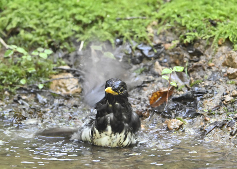 クロツグミ♂4053