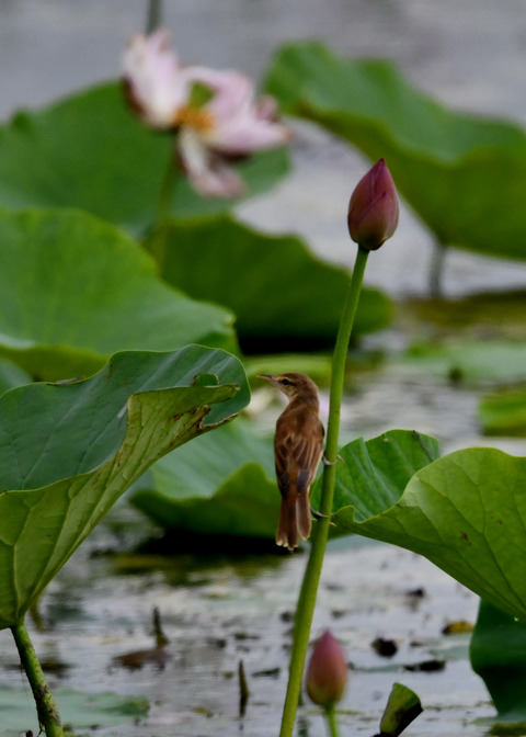 オオヨシキリ3435