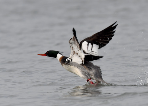 ウミアイサ♂7957