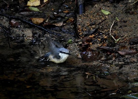 コ゜シ゜ュウカラ7706