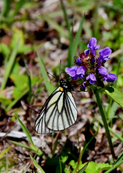 ミヤマシロチョウ♂2363