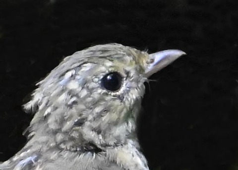 キビタキ幼鳥1001