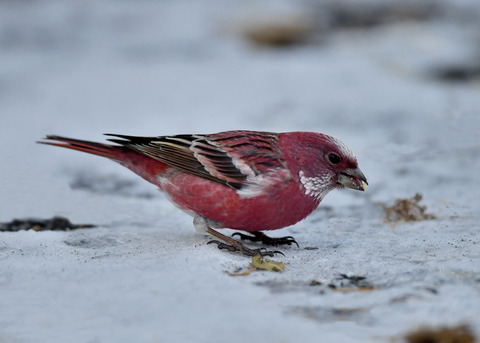 オオマシコ♂3309