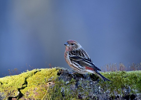 オオマシコ♀9493