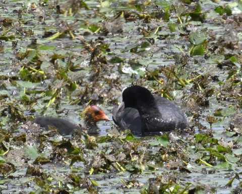 オオバンの親子6486