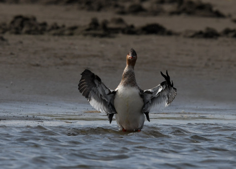 ウミアイサ♀2853