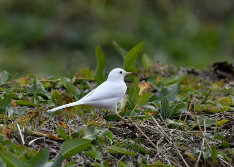 白化・ハクセキレイ8104