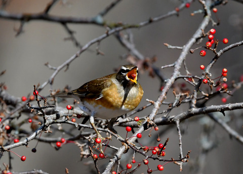 マミチャジナイ1162