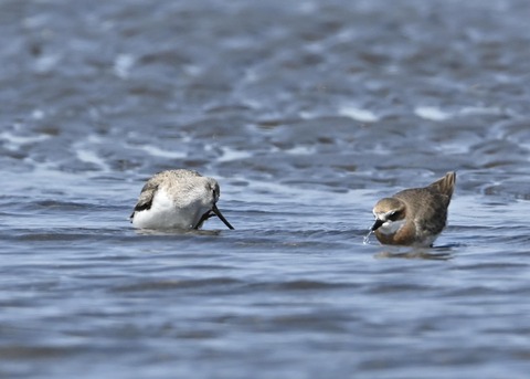 ソリハシシギ3189