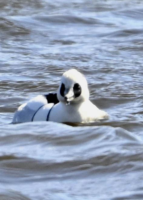 ミコアイサ♂9263