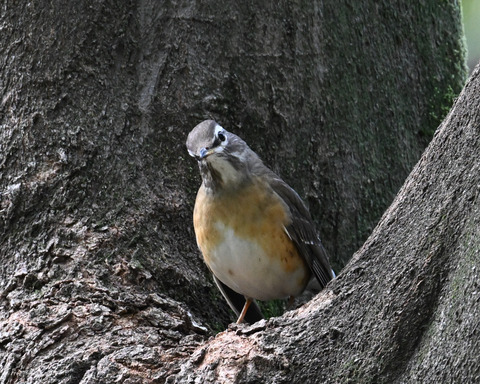 マミチャジナイ9812