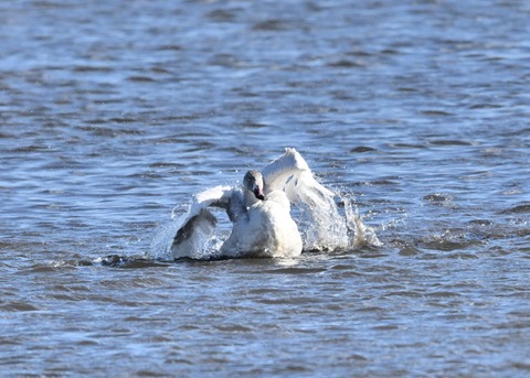 オオハクチョウ幼鳥1835