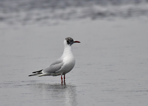 冬⇒夏ユリカモメ8031