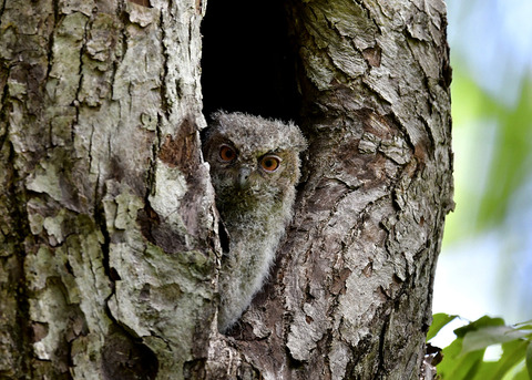 オオコノハズクのヒナ8434