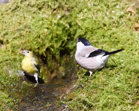 ウソ♀3373