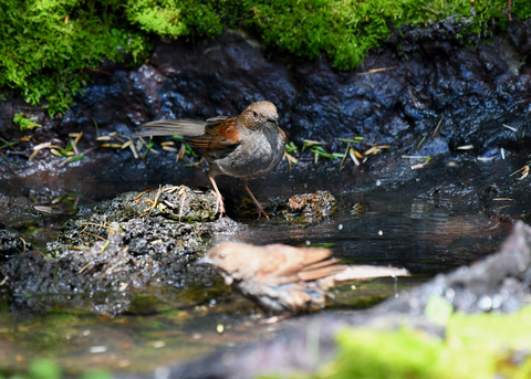 カヤクグリ0787
