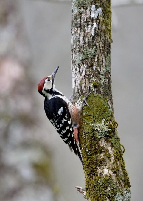 オオアカゲラ♂1394