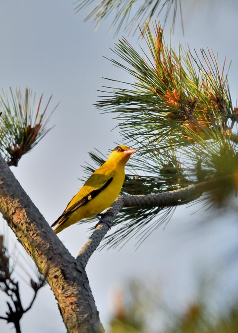 コウライウグイス3107