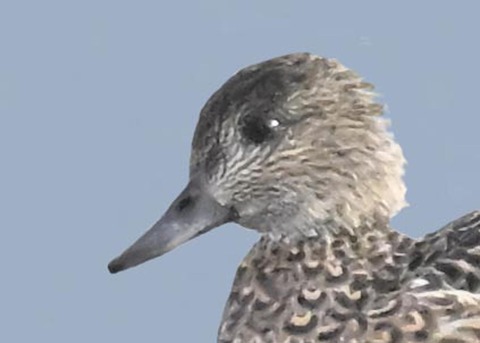 ヨシガモ♀0001