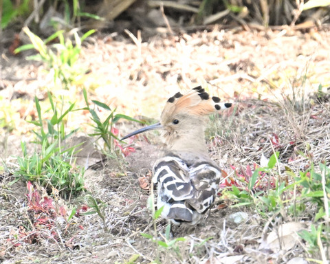 ヤツガシラ6038