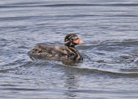 カイツブリのヒナ3845