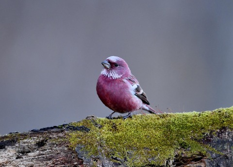 オオマシコ♂9604