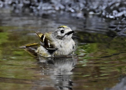 キクイタダキ♀0225