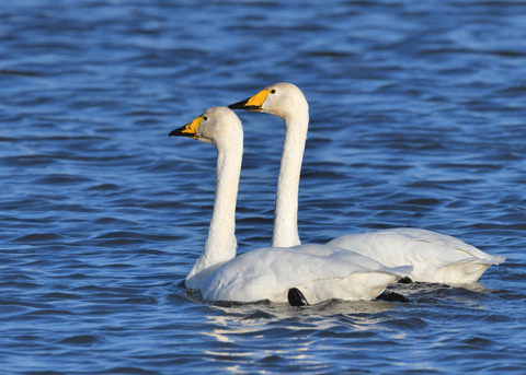 オオハクチョウ3521