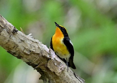 キビタキ成鳥♂6083