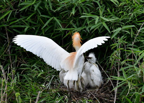 アマサギ7285
