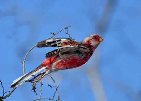 ベニマシコ♂2723