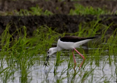 餌捕りセイタカシギ♀0054