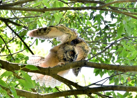 トラフズクのヒナ5399