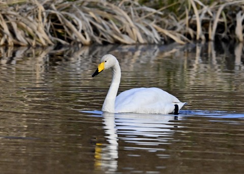 オオハクチョウ9924