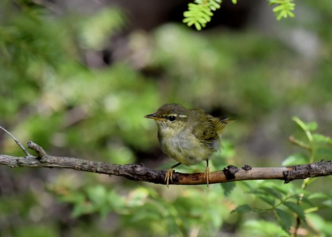 メボソムシクイ9174