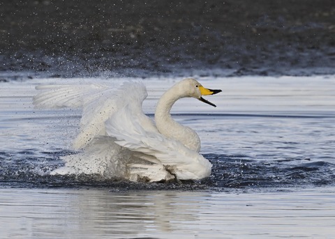 オオハクチョウ4070
