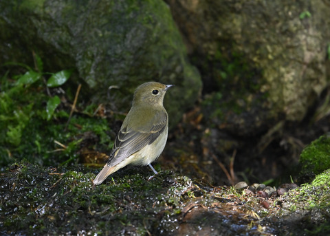 キビタキ♀3237