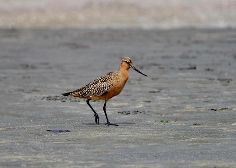 オオソリハシシギ4248