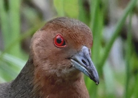 ヒクイナ7000(7845)