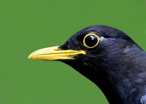 クロツグミ♂1000