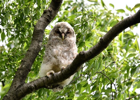 フクロウのヒナ①4394