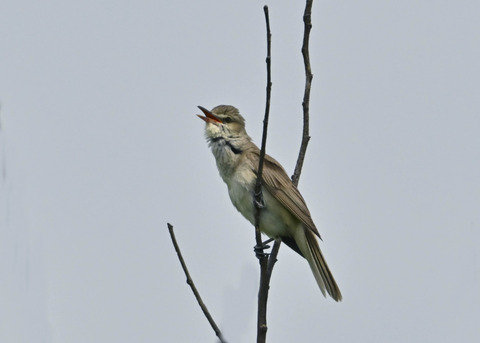 オオヨシキリ1348