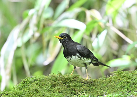 クロツグミ♂0328