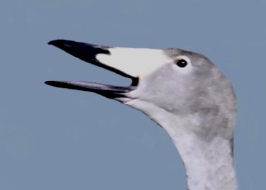 オオハクチョウ幼鳥2000