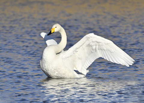 オオハクチョウ7657