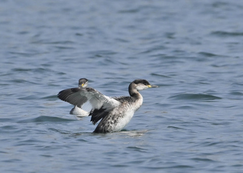 アカエリカイツブリ8004