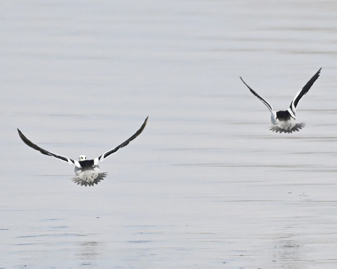 飛ぶミコアイサ♂4992
