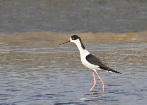 セイタカシギ♂3510