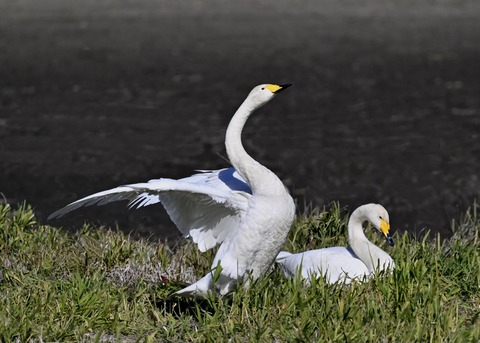 オオハクチョウ5301