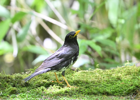 クロツグミ♂0361